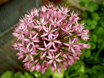 Photos Allium stipitatum - 