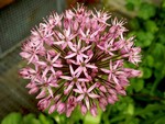 Photos Allium stipitatum