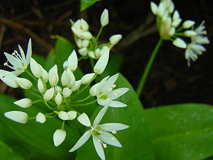 Photos Allium ursinum - 