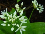 Photos Allium ursinum