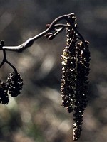 Alnus glutinosa - Schwarz-Erle, Rot-Erle