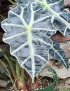 Alocasia macrorrhiza