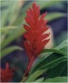 Alpinia zerumbet