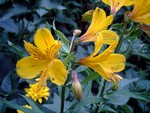 Alstroemeria aurea - Inkalilie Orange King