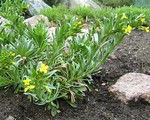 Alyssoides utriculata - Gro�bl�tiges Schein-Steinkraut