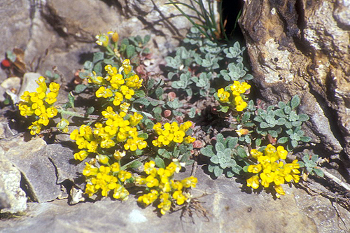 Photos Alyssum alpestre - 