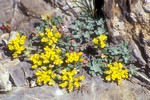 Photos Alyssum alpestre