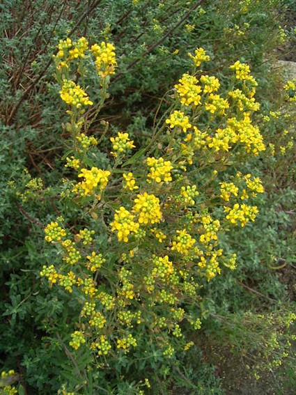 Photos Alyssum argenteum - 