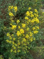 Photos Alyssum argenteum