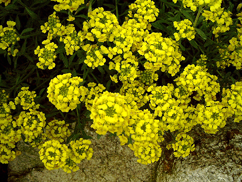 Photos Alyssum rocheli - 