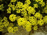 Photos Alyssum rocheli