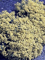 Photos Alyssum saxatile