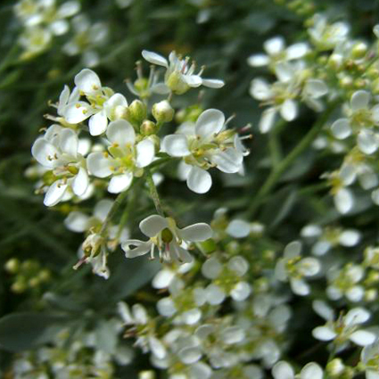 Photos Alyssum spinosum - 