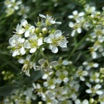 Photos Alyssum spinosum