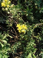 Photos Alyssum wulfenianum