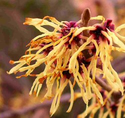 Arbusti Hamamelis