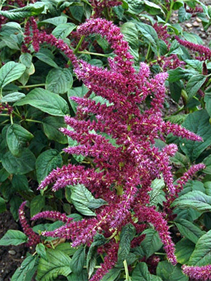 Photos Amaranthus caudatus - Love-lies-bleeding