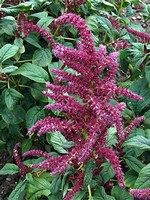 Amaranthus caudatus - Gartenfuchsschwanz