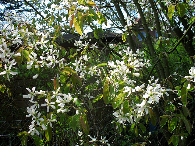 Photos Amelanchier laevis - 