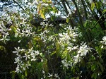 Photos Amelanchier laevis
