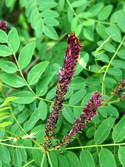 Photos Amorpha fruticosa - Desert false indigo
