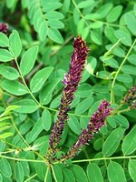 Amorpha fruticosa - Falscher Indigo, Gemeiner Bleibusch, Bastardindigo
