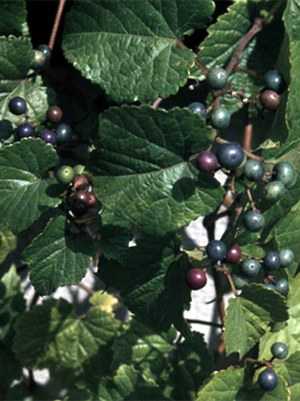 Photos Ampelopsis brevipedunculata - Amur peppervine