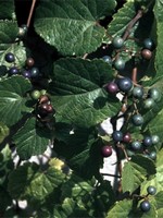 Ampelopsis brevipedunculata - Ussuri-Scheinrebe