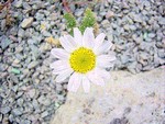 Anacyclus depressus - Marokko-Kamille, Ringblume