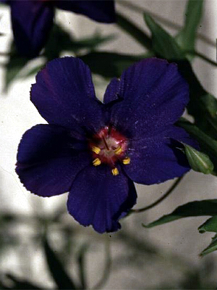Photos Anagallis monelli - 