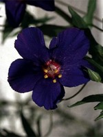 Anagallis monelli - Gauchheil