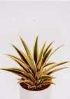 Appartamento Ananas bracteatus