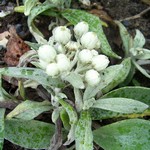 Anaphalis triplinervis - Perlk�rbchen, Perlpf�tchen