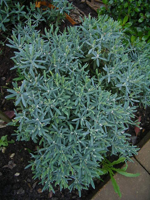 Photos Andromeda polifolia - Bog rosemary