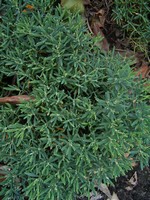 Andromeda polifolia - Kahle Rosmarinheide Compacta