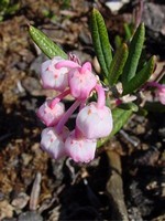 Andromeda polifolia - Kahle Rosmarinheide