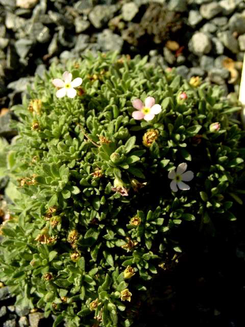 Photos Androsace aventoides - 
