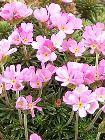 Photos Androsace carnea - 