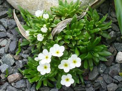 Photos Androsace mathildae - 