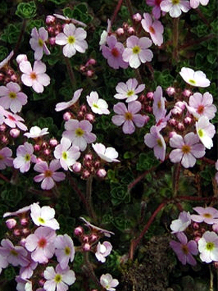 Photos Androsace microphylla - 