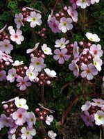 Photos Androsace microphylla
