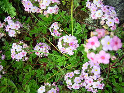 Photos Androsace carnea ssp. laggeri - 