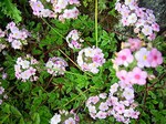 Photos Androsace carnea ssp. laggeri