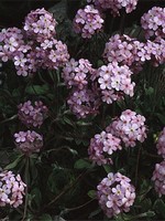 Photos Androsace primuloides