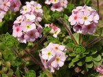 Photos Androsace sempervivoides