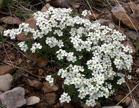 Fotos Androsace villosa - 