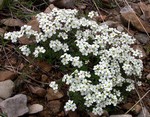 Photos Androsace villosa