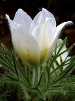 Photos Anemone alpina