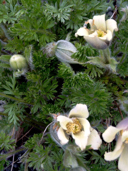 Photos Anemone alpina ssp. sulphurea - Wind flower