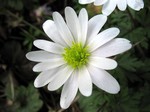 Photos Anemone blanda